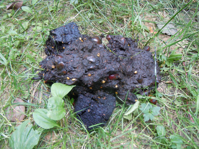 de la Mos Martin-dupa sau inaintea unui ospat in livada de prune