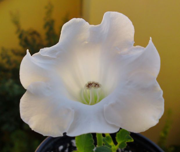 Mont Blanc? - Gloxinii