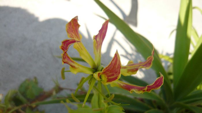 o sclifosita - Flori de vara