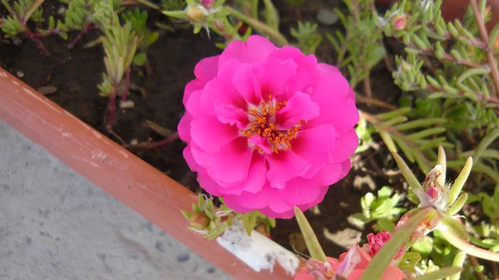 floare de piatra - Flori de vara