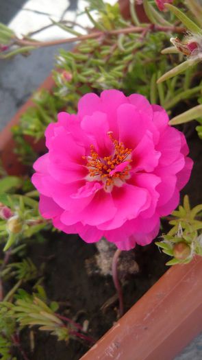 Picture 547 - Flori de vara