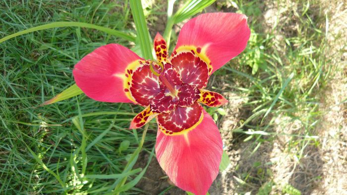 tigridia - Flori de vara