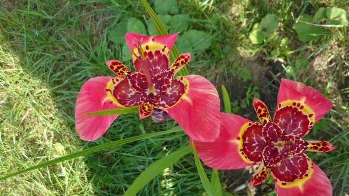 Picture 550 - Flori de vara