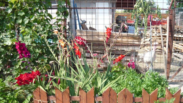 Picture 552 - Flori de vara