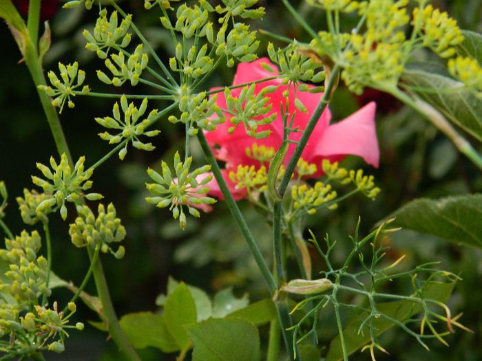 DSCN8767 - AUGUST 2013