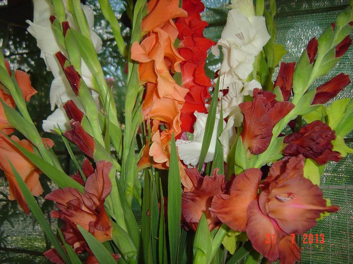 Picture 805 - 0 GLADIOLE-2013