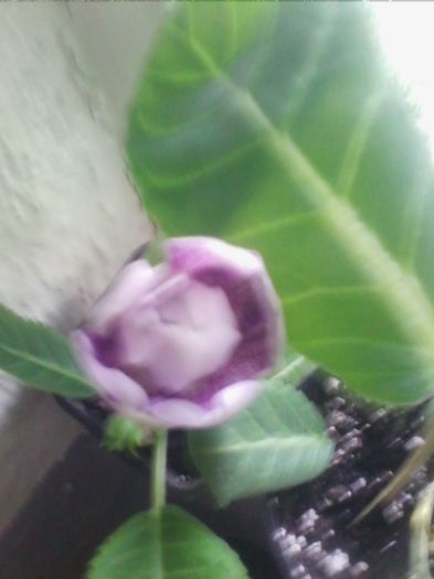 koketa blue - gloxinia 2013