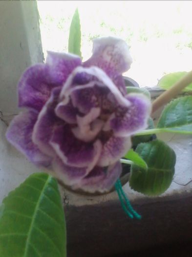 Picture 464 - gloxinia 2013