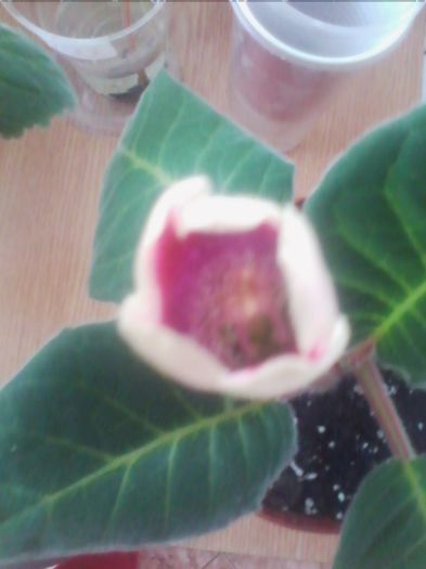 o surpriza tare neplacuta,am primit anul trecut la schimb . - gloxinia 2013