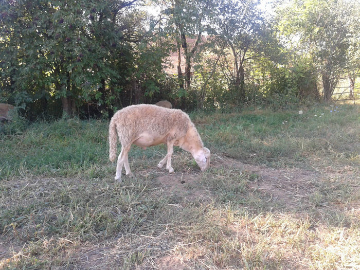 berbeci 2013 003 - berbeci de vanzare