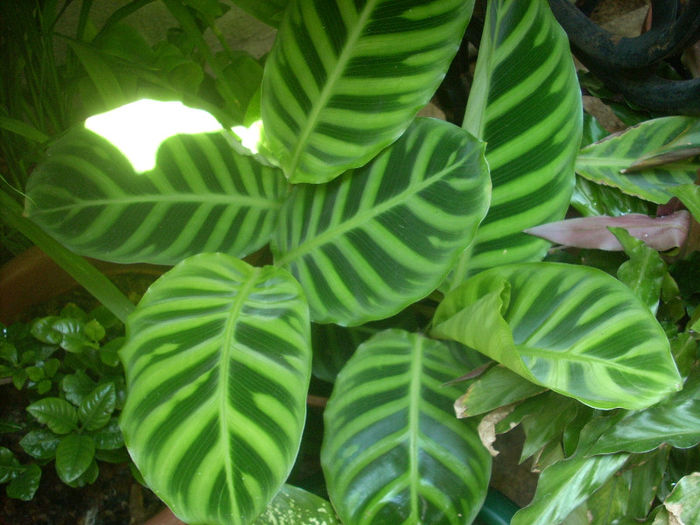 calathea zebrina - august 2013