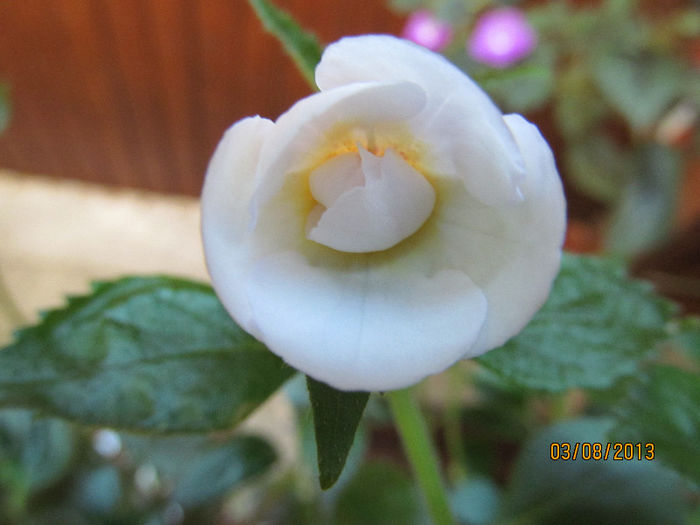 kitty elizabeth-boboc(SS)