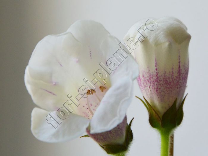 Gloxinia Jolly Rain II - GLOXINIA _ SINNINGIA