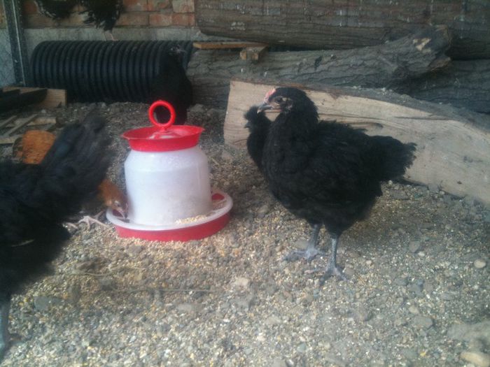 IMG_0290; australorp
