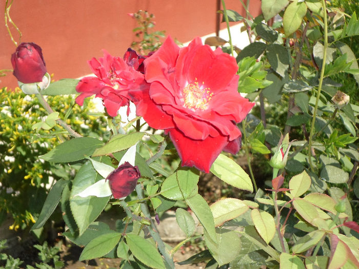 n 013 - Curtea si gradina