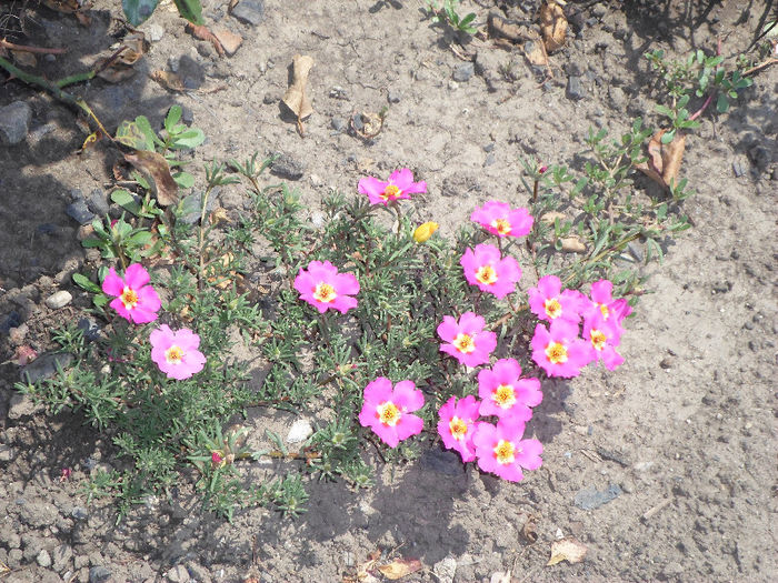 n 014 - Curtea si gradina