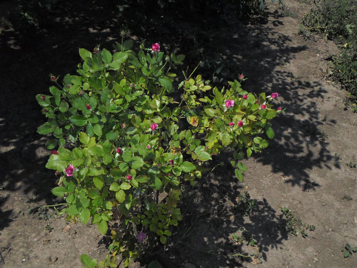 n 015 - Curtea si gradina