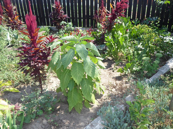 n 016 - Curtea si gradina