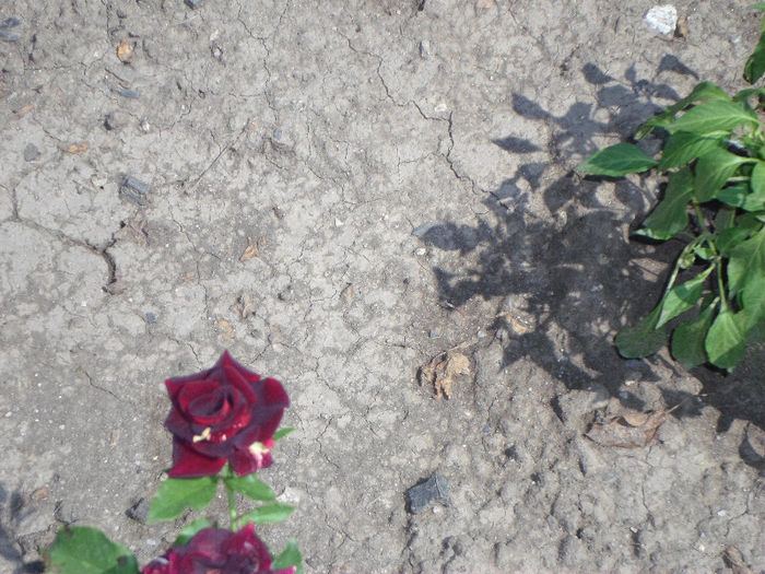 n 020 - Curtea si gradina