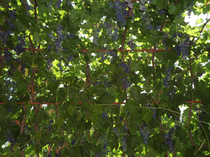 n 084 - Curtea si gradina