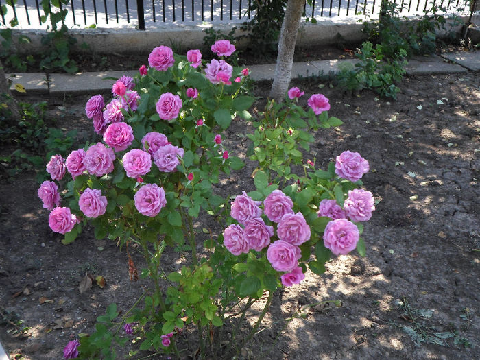 n 085 - Curtea si gradina