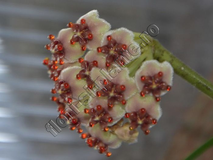 Hoya Kerrii - HOYA KERII