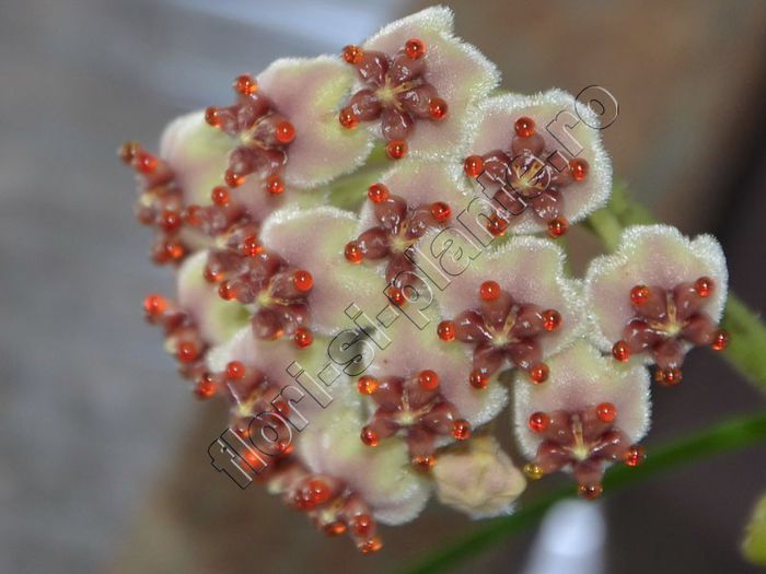 Hoya Kerrii