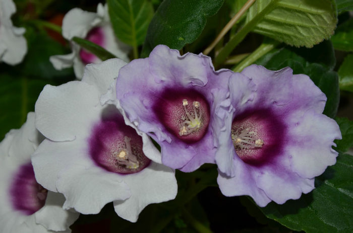 Blue Picotee - Gloxinii 2013