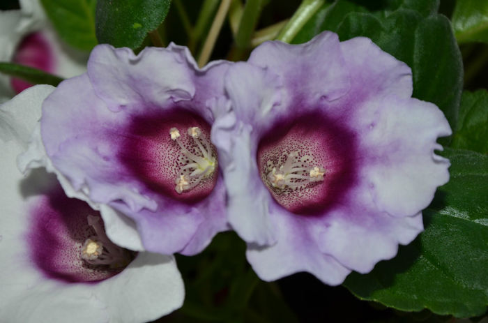 Blue Picotee - Gloxinii 2013