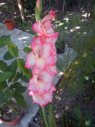 DSC05044