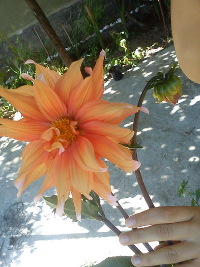 DSC05047 - Flori de tot felul