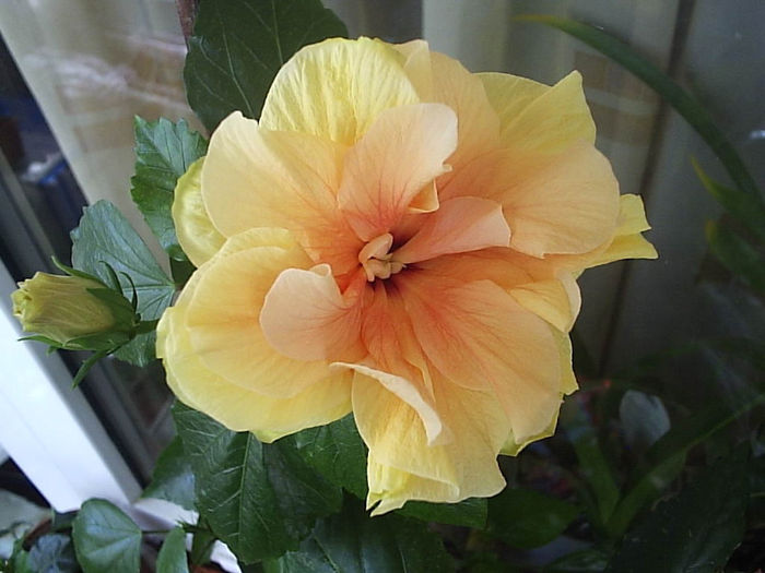 02.08.2013 - Hibiscus 2013