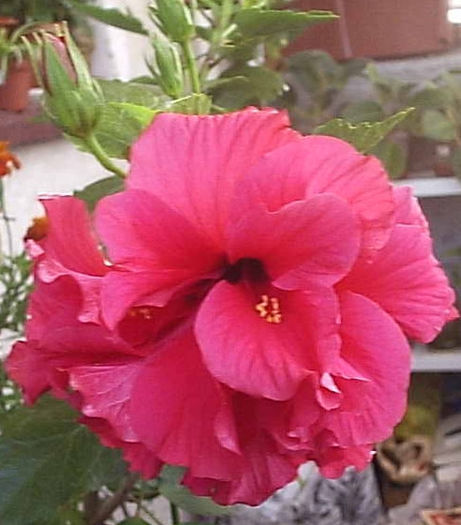 02.08.2013 - Hibiscus 2013