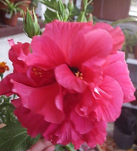 02.08.2013 - Hibiscus 2013