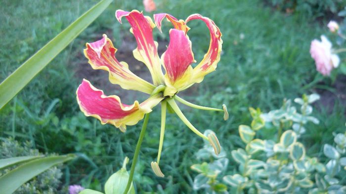 Picture 565 - Flori de vara