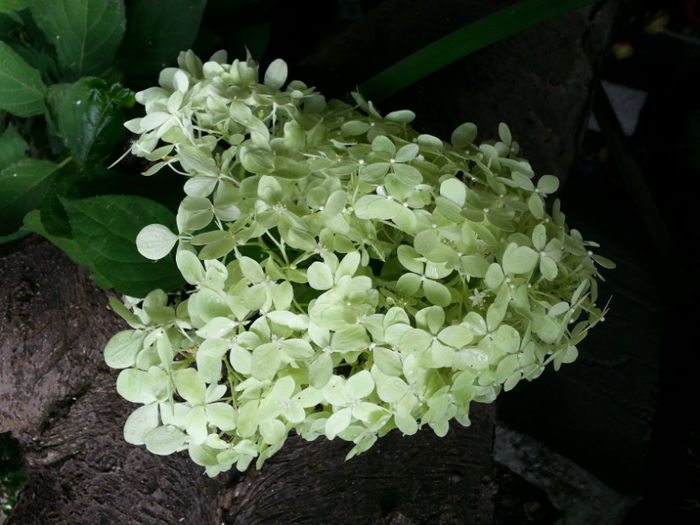 Hortensie paniculata