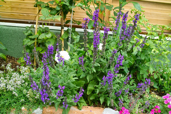 Salvia - Flori 2013