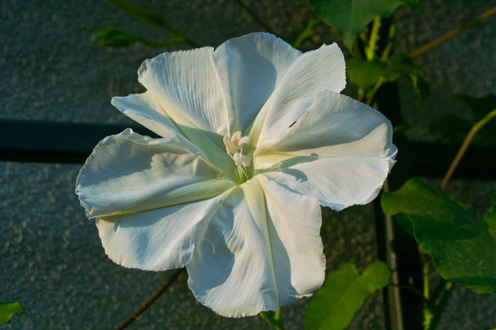 Ipomea alba Moon Flower1