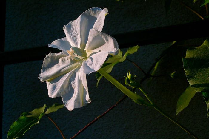 Ipomea alba Moon Flower2 - Flori 2013