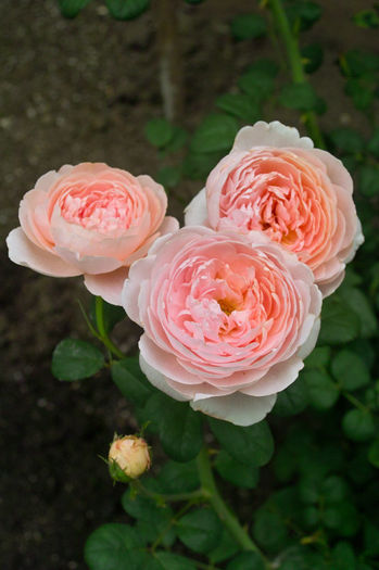 Queen of Sweden 1 - Flori 2013