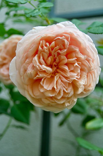 Abraham Darby val2 floare - Flori 2013
