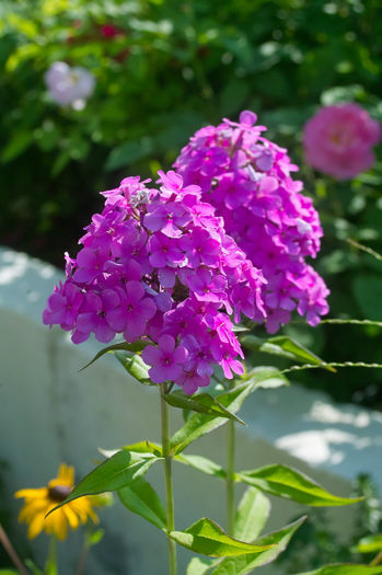 Phlox paniculata alt roz