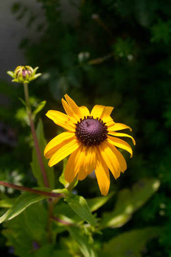 Rudbeckia - Flori 2013