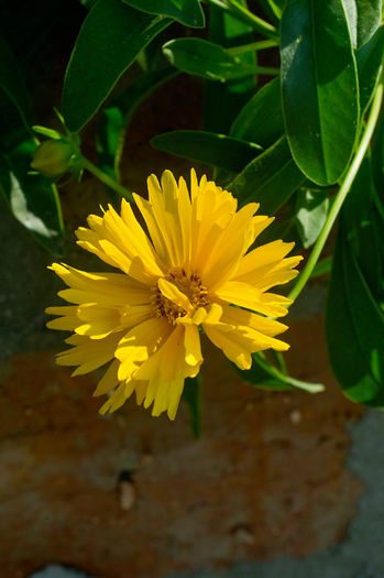 Coreopsis - Flori 2013
