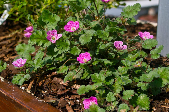 floricica stancarie - Flori 2013