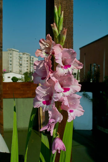 Gladiola roz