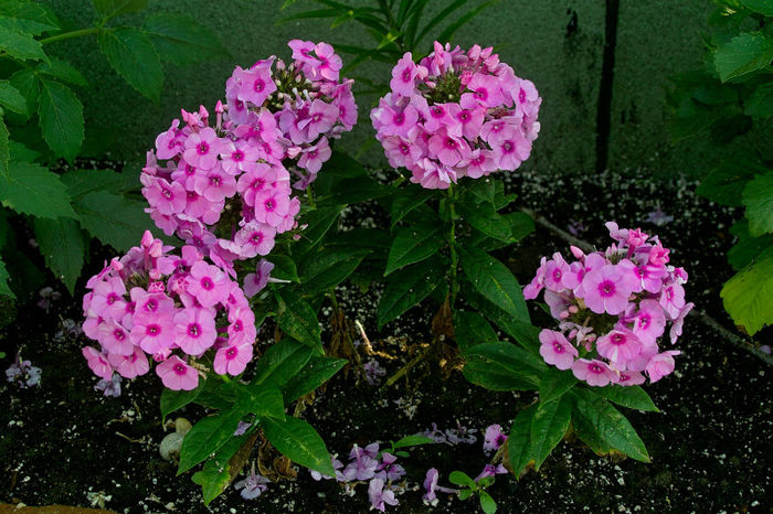 Phlox Paniculata roz