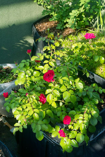 Red Leonardo Davinci val2