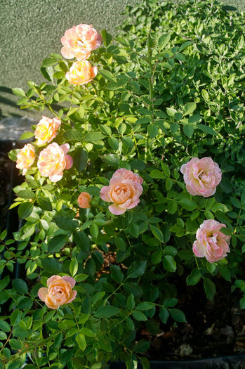 Sweet Dream val2 - Flori 2013
