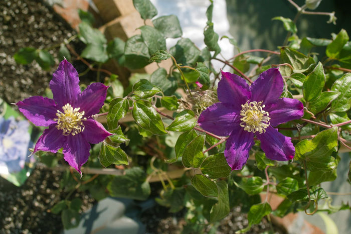Vyvyan Pennell remontanta